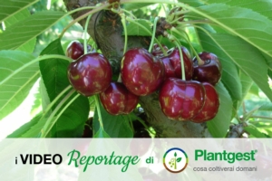 Ciliegio, una pianta che si rinnova - Plantgest news sulle varietà di piante