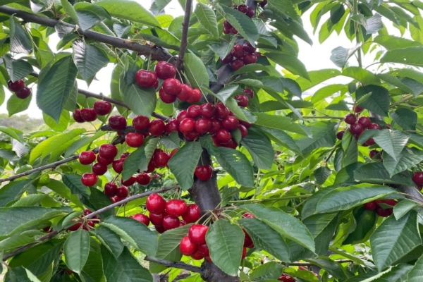 Astoni di ciliegio a radice nuda, verso la campagna 2026-2027 - Plantgest news sulle variet&agrave; di piante