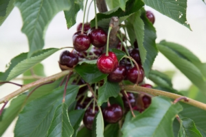 Salvi Vivai: perché fare un impianto di ciliegio ad altissima densità - Plantgest news sulle varietà di piante