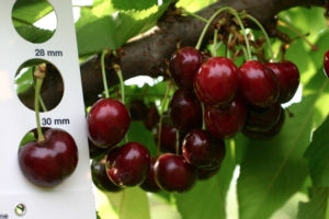 Salvi Vivai, il ciliegio cambia pelle - Plantgest news sulle varietà di piante