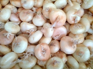 Valorizzazione della Cipolla Borettana - Plantgest news sulle varietà di piante