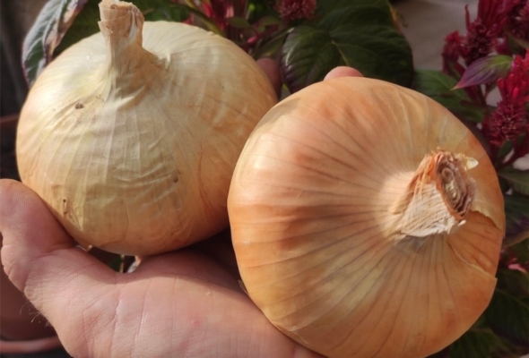 Cipolla dell'acqua, dal rischio estinzione a Presidio Slow Food dell'Emilia Romagna - Plantgest news sulle varietà di piante