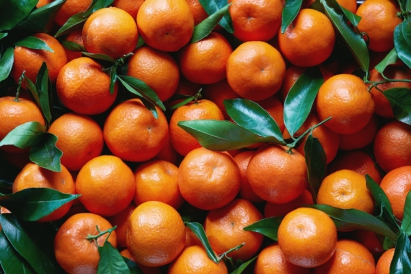 Clementine, in Calabria il costo di produzione è 32 centesimi al chilo
