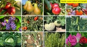 collage-frutta-verdura-ornamentali-prev-am-plus-gennaio-2021-fonte-nufarm