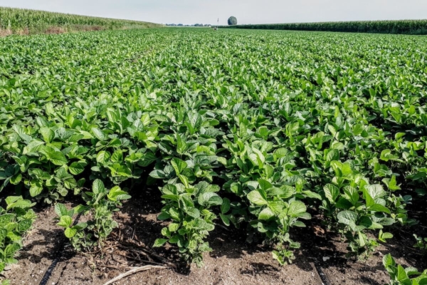 Soia: l'irrigazione smart che difende qualit&agrave; e reddito da mal verde e siccit&agrave;