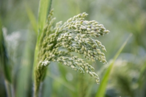 Re-Cereal, conclusioni del progetto su miglio e grano saraceno - Plantgest news sulle varietà di piante