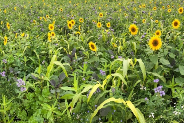 Difesa naturale dai patogeni del suolo: cos'&egrave; la biofumigazione in sovescio