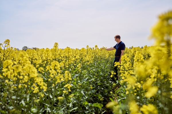 La coltivazione del colza in Italia: vantaggi per l'agricoltura e l'ambiente - Plantgest news sulle varietà di piante