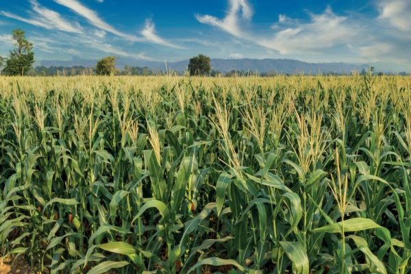 La concimazione biologica e convenzionale dei cereali autunno vernini - le news di Fertilgest sui fertilizzanti