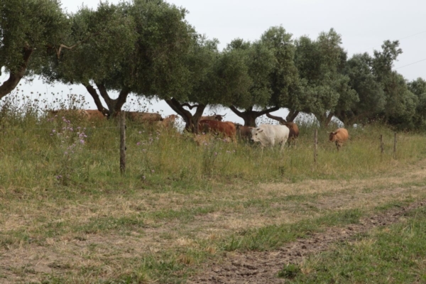 A diserbare l'oliveto ci pensano i bovini