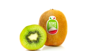 Kiwifruit of Italy, al via la raccolta dalla prossima settimana - Plantgest news sulle varietà di piante