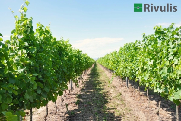 Irrigazione a goccia e climatizzante: strategie per la viticoltura moderna