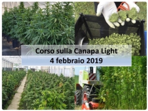 Canapa light: coltivazione, lavorazione e utilizzo - Plantgest news sulle varietà di piante