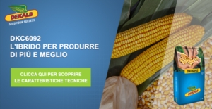 DKC6092: l'ibrido di mais per ottenere di più - Plantgest news sulle varietà di piante