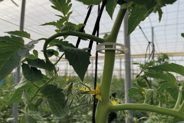 Contro il rifiuto plastico in agricoltura, spaghi e clip in Mater-Bi - Plantgest news sulle varietà di piante