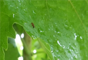 Un lievito esca per la lotta a Drosophila suzukii