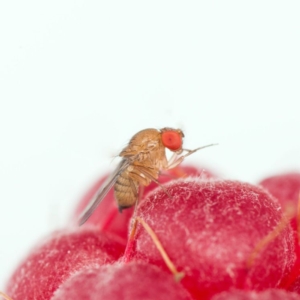 Drosophila suzukii, in Italia arriva il suo antagonista più temuto