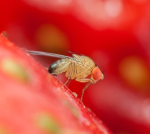 Drosophila suzukii, verso il rilascio del nemico naturale Ganaspis brasiliensis