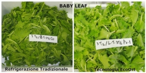 ecoort-prove-laboratorio-baby-leaf