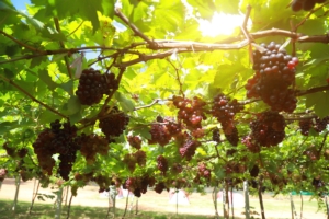Sostanze di base per la difesa in viticoltura biologica: prove e risultati