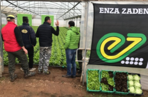 Espelo e Alleria, le nuove lattughe da serra di Enza Zaden - Plantgest news sulle varietà di piante