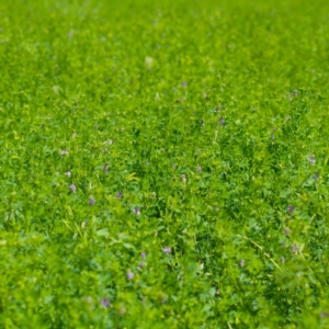 Prova in campo di Polysulphate con erba medica su suolo argilloso - ICL Italia Treviso - Fertilgest News