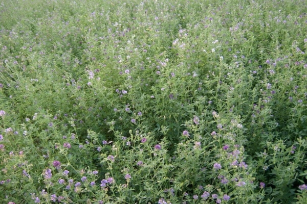 Sementi, per l'erba medica fissato a 2,80 euro al chilo il prezzo orientativo 2025