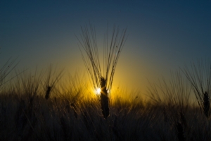 estate-grano-cereali-tramonto-stefano-guerra