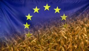 europa-mais-agricoltura-agroalimentare-materie-prime-by-sehenswerk-adobe-stock-750x436