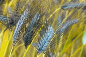 Farro, cereale senza tempo - Plantgest news sulle varietà di piante