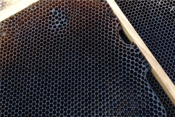 Apicoltura, cinque buoni motivi (scientifici) per non usare i telaini vecchi