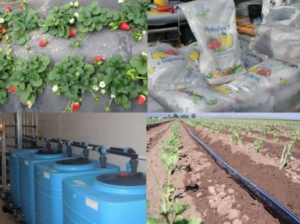 Corso di fertirrigazione, fertilizzanti idrosolubili semplici e NPK - le news di Fertilgest sui fertilizzanti