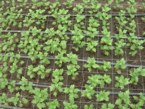 fertirrigazione-ali-gocciolanti-coltivazione-di-crisantemo-fonte-silvio-fritegotto