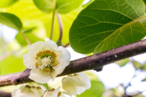 Il kiwi in fioritura: massimizzare le produzioni con le soluzioni di Agrisystem - Agrisystem - Fertilgest News