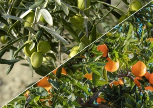 Exirel<sup>®</sup> Bait 2022: autorizzazione straordinaria per olivo e agrumi