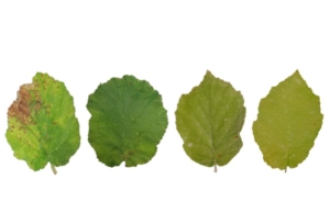 foglie-nocciolo-necrosi-batterica-by-giorgio-mariano-balestra-unitus-jpg