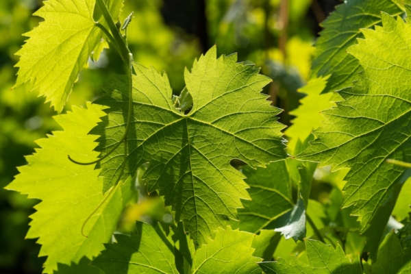Vite, la nuova annata si prepara in post vendemmia partendo dalle radici - Fertilgest News