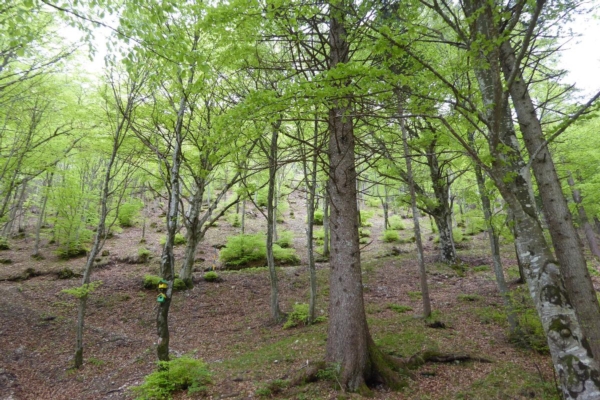 foresta-bosco-by-syrio-wikipedia-1200x800-jpg.jpg