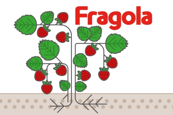 La fragola: uno dei frutti più apprezzati in Italia - colture - Fertilgest