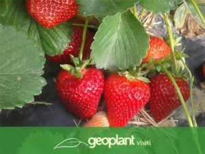Belle, buone e produttive: sono le fragole di Geoplant - Plantgest news sulle varietà di piante