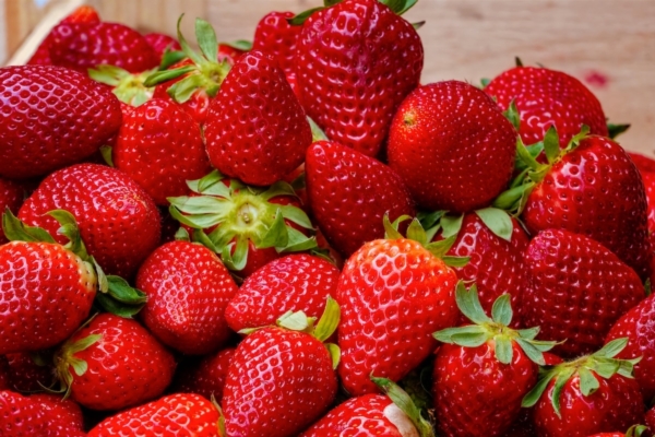 Fragola, selezionare variet&agrave; contro il ristoppio - Plantgest news sulle variet&agrave; di piante