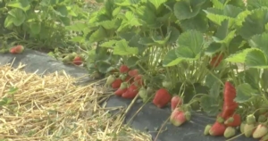 I russi alla scoperta di Geoplant, berry al centro dell'attenzione - Plantgest news sulle varietà di piante