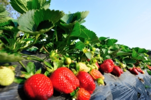 La qualità delle produzioni agricole garantisce coltivazioni redditizie - ICL Italia Treviso - Fertilgest News
