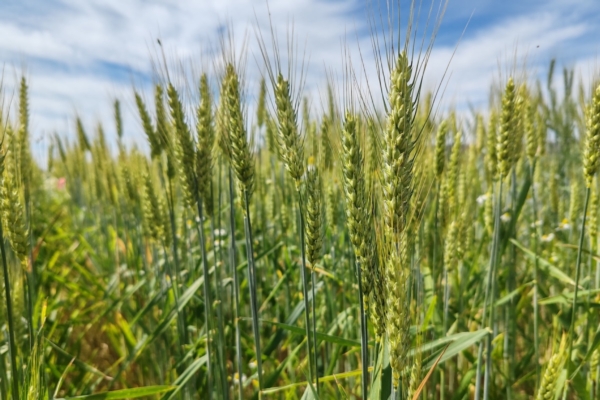 Sementi biologiche: il Piano Nazionale e le nuove variet&agrave; per il bio - Plantgest news sulle variet&agrave; di piante