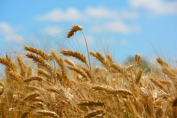 Cereali, concimazione di fondo: prepararsi alle semine - Agriges - Fertilgest News