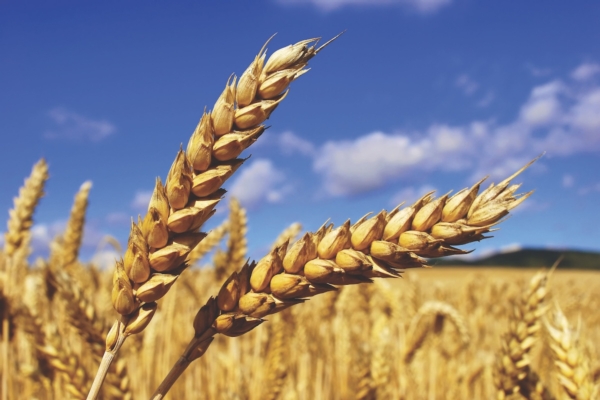 Flessibilità ed efficacia al servizio della cerealicoltura italiana