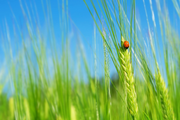 Concimi azotati e frumento: ogni tipologia di grano ha le sue esigenze - le news di Fertilgest sui fertilizzanti