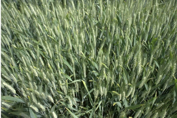 Frumento tenero, una nuova genetica per il mercato - Plantgest news sulle variet&agrave; di piante