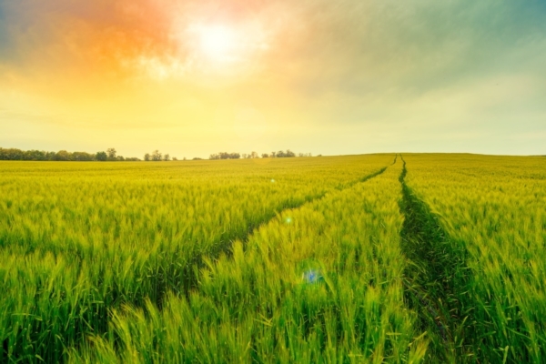 Cereali, una strategia di concimazione in pre semina per una gestione più efficiente delle risorse idriche e nutrizionali - Agriges - Fertilgest News