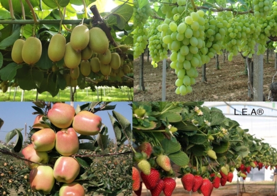 Frutticoltura, come migliorare resa e qualità - le news di Fertilgest sui fertilizzanti